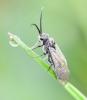 Dolerus sp.